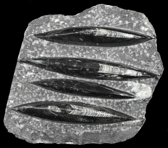 Polished Orthoceras (Cephalopod) Plate - #61523